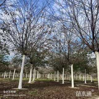 15公分染井吉野樱