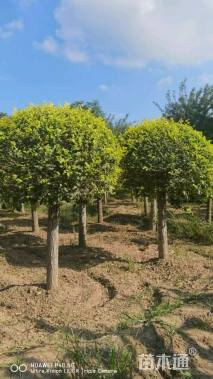 冠幅120厘米金叶榆球