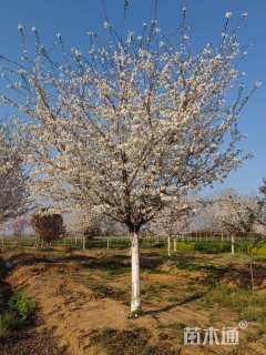 22公分染井吉野樱