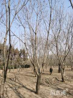 高度600厘米板栗