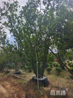 高度500厘米丛生石榴