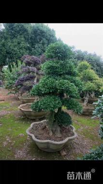 30公分造型金弹子