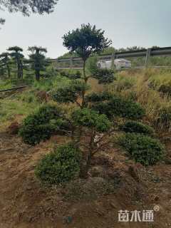 10公分造型黄杨