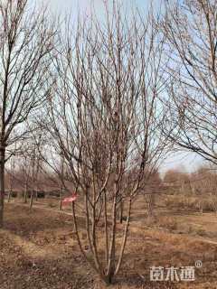 高度500厘米丛生美国红枫