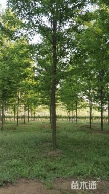 15公分美国红枫