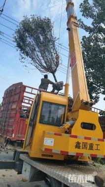 18公分绚丽海棠