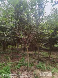 高度180厘米茶梅