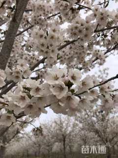 13公分高杆早樱