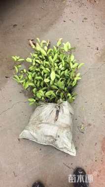 50公分红叶石楠