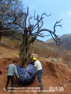 150公分椤木石楠