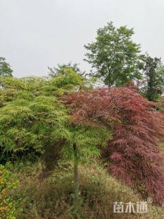 高度300厘米羽毛枫