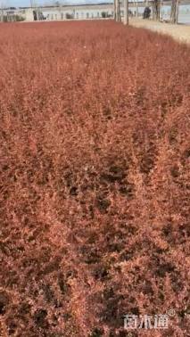 高度40厘米小丑火棘