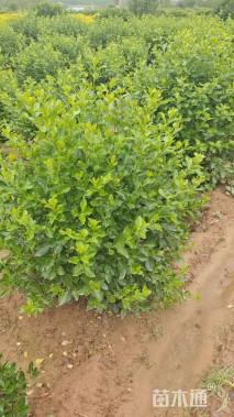 冠幅100厘米卫矛球