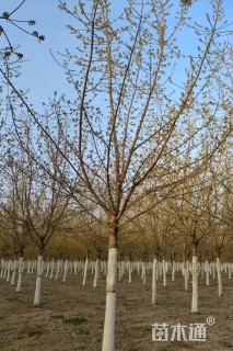 16公分金叶复叶槭