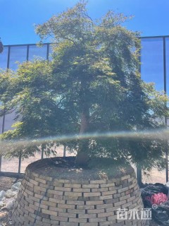 高度200厘米羽毛枫