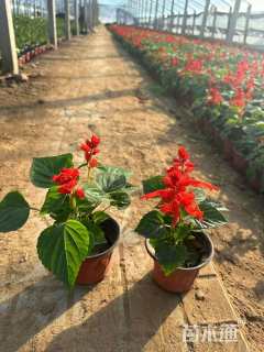 高度20厘米一串红