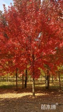 10公分美国红枫