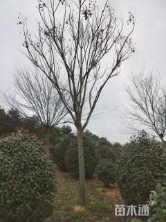 25公分黄山栾树