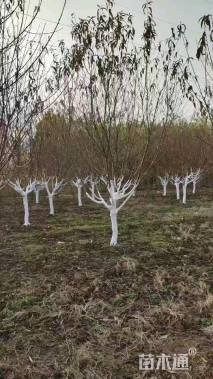 12公分紫叶碧桃