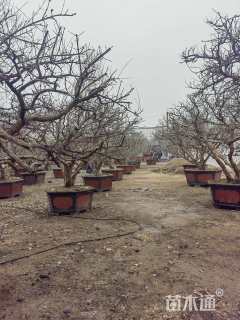 高度550厘米果石榴