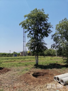 10公分丛生朴树