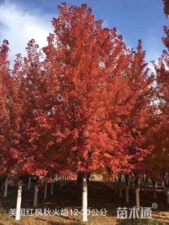 18公分红枫