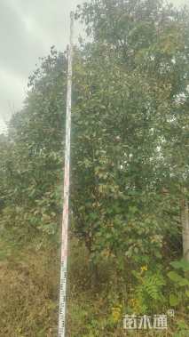 16公分绚丽海棠