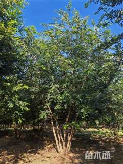 8公分丛生朴树