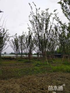 10公分丛生榉树