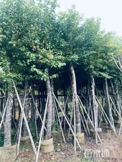 15公分海南蒲桃