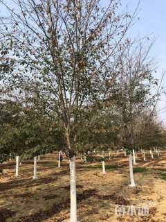 16公分高杆染井吉野樱