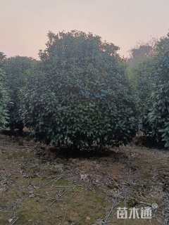 高度300厘米丛生桂花