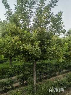 14公分矮接金枝槐