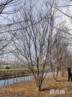 高度700厘米丛生三角枫