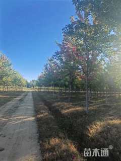 20公分美国红枫