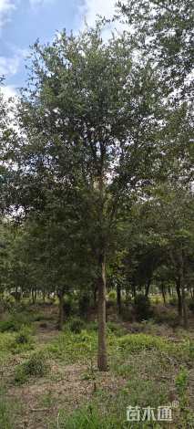 20公分弗吉尼亚栎