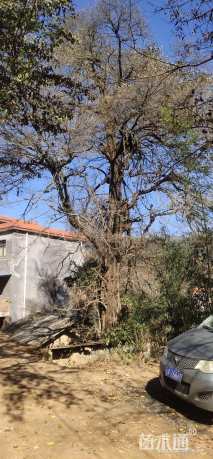 高度1500厘米四月雪