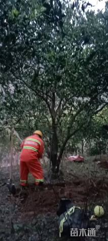 高度400厘米丛生胡柚