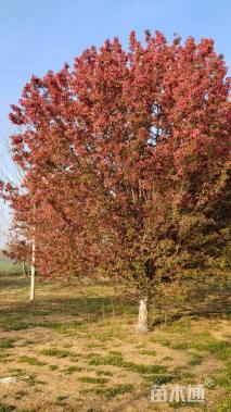 30公分绚丽海棠