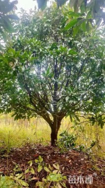 10公分椤木石楠