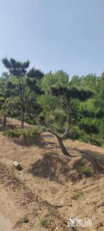 10公分造型黑松