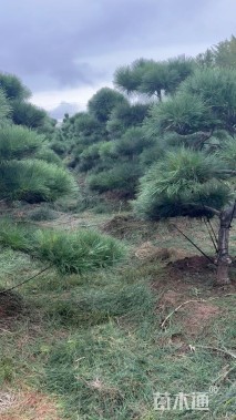 20公分造型黑松