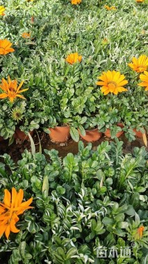 高度20厘米勋章菊