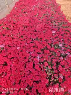 高度30厘米美女樱