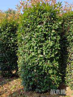 高度280厘米红叶石楠柱