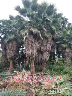 裸干高300厘米华棕