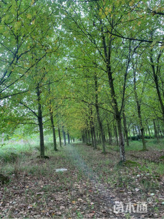 15公分美国红枫-十月光辉