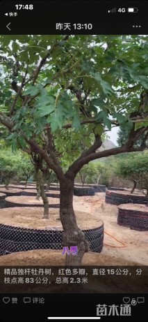 高度230厘米牡丹