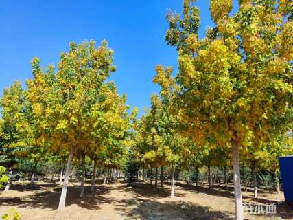 15公分金叶复叶槭