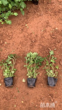 高度20厘米五叶委陵菜